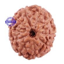 Load image into Gallery viewer, 10 Mukhi Rudraksha from Indonesia - Bead No. 75
