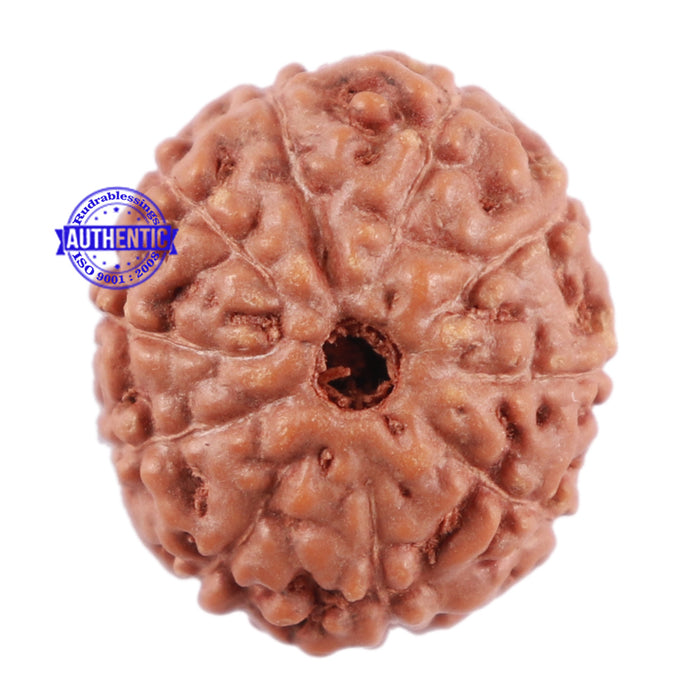 10 Mukhi Rudraksha from Indonesia - Bead No. 75