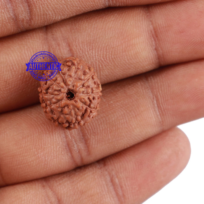 10 Mukhi Rudraksha from Indonesia - Bead No. 75