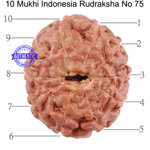 10 Mukhi Rudraksha from Indonesia - Bead No. 75