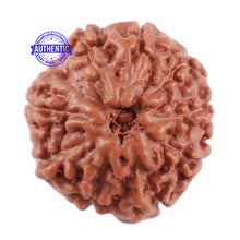 Load image into Gallery viewer, 10 Mukhi Rudraksha from Indonesia - Bead No. 76
