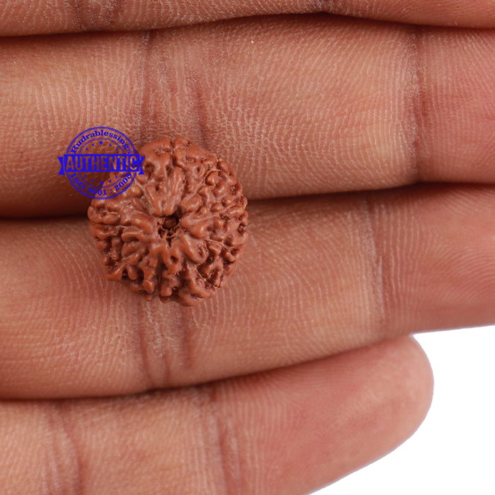 10 Mukhi Rudraksha from Indonesia - Bead No. 76