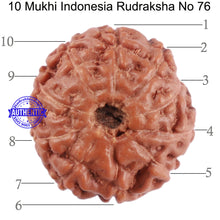 Load image into Gallery viewer, 10 Mukhi Rudraksha from Indonesia - Bead No. 76
