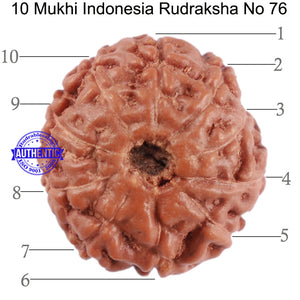 10 Mukhi Rudraksha from Indonesia - Bead No. 76