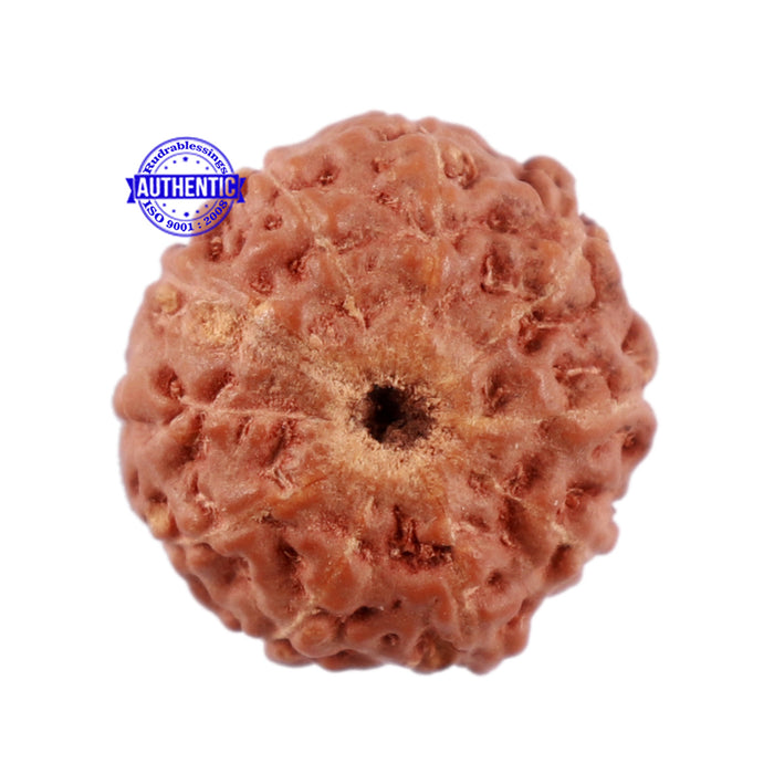 10 Mukhi Rudraksha from Indonesia - Bead No. 79