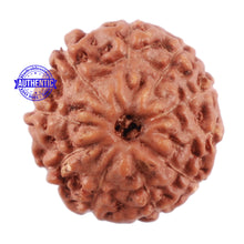 Load image into Gallery viewer, 10 Mukhi Rudraksha from Indonesia - Bead No. 79
