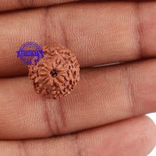 Load image into Gallery viewer, 10 Mukhi Rudraksha from Indonesia - Bead No. 79
