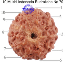 Load image into Gallery viewer, 10 Mukhi Rudraksha from Indonesia - Bead No. 79
