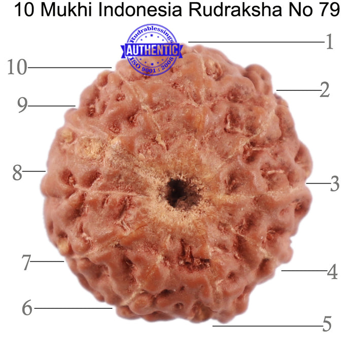 10 Mukhi Rudraksha from Indonesia - Bead No. 79