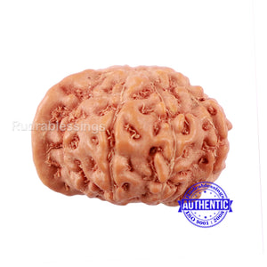 10 Mukhi Indonesian Ganesh Rudraksha - Bead No. 7
