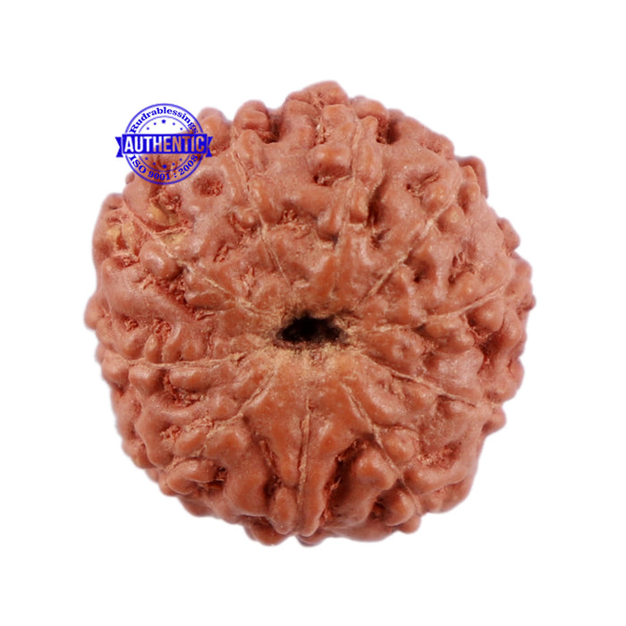 10 Mukhi Rudraksha from Indonesia - Bead No. 83