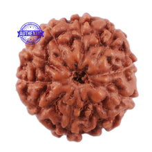 Load image into Gallery viewer, 10 Mukhi Rudraksha from Indonesia - Bead No. 83
