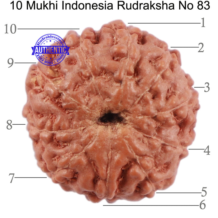 10 Mukhi Rudraksha from Indonesia - Bead No. 83