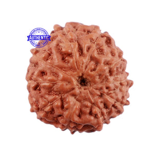10 Mukhi Rudraksha from Indonesia - Bead No. 87