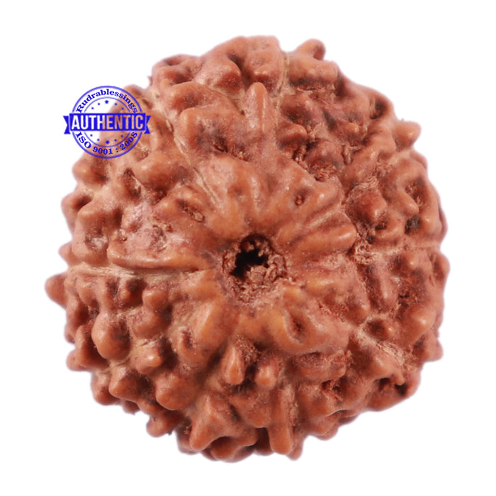 10 Mukhi Rudraksha from Indonesia - Bead No. 87
