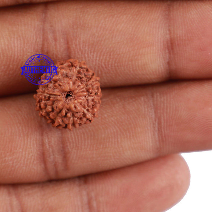 10 Mukhi Rudraksha from Indonesia - Bead No. 87