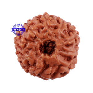 10 Mukhi Rudraksha from Indonesia - Bead No. 88
