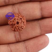 Load image into Gallery viewer, 10 Mukhi Rudraksha from Indonesia - Bead No. 88
