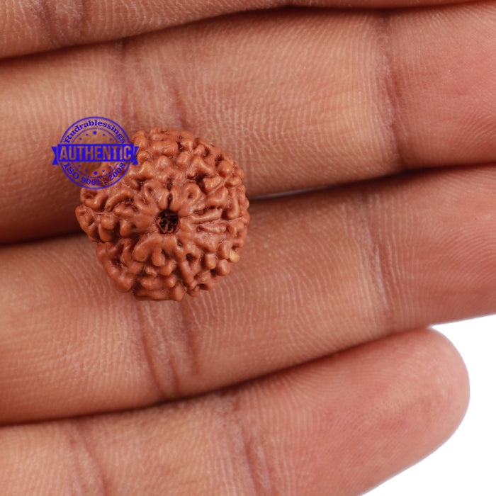10 Mukhi Rudraksha from Indonesia - Bead No. 88
