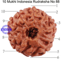 Load image into Gallery viewer, 10 Mukhi Rudraksha from Indonesia - Bead No. 88
