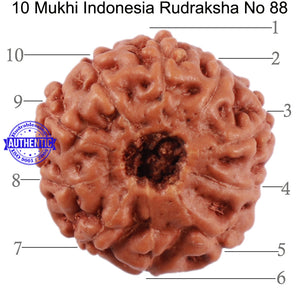 10 Mukhi Rudraksha from Indonesia - Bead No. 88