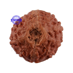 10 Mukhi Rudraksha from Indonesia - Bead No. 93
