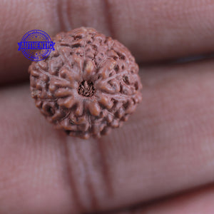 10 Mukhi Rudraksha from Indonesia - Bead No. 93