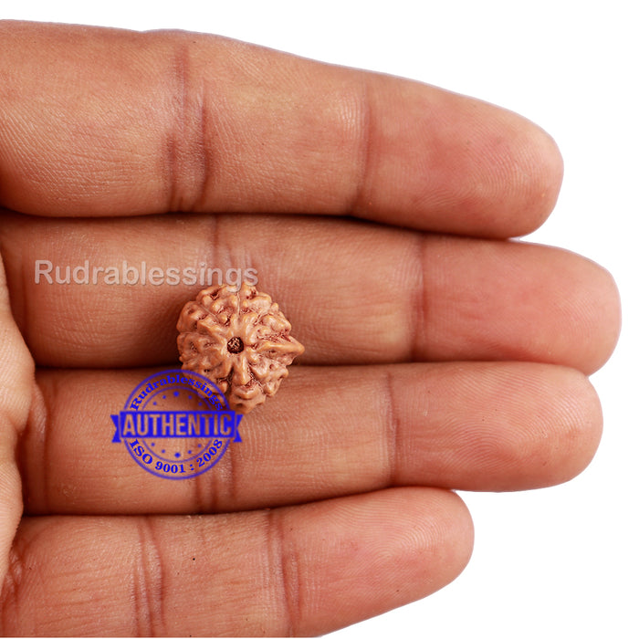 10 Mukhi Indonesian Ganesh Rudraksha - Bead No. 9