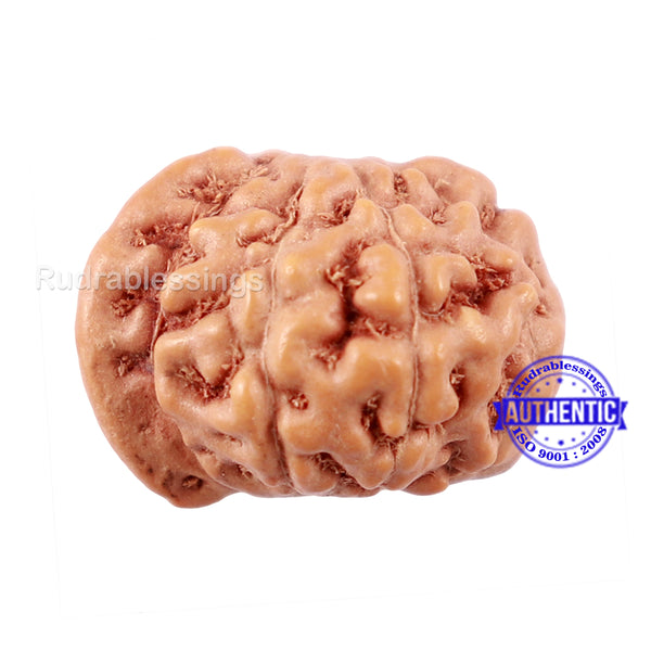 10 Mukhi Indonesian Ganesh Rudraksha - Bead No. 9