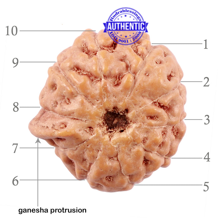 10 Mukhi Indonesian Ganesh Rudraksha - Bead No. 9