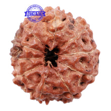Load image into Gallery viewer, 10 Mukhi Rudraksha from Indonesia - Bead No. 154
