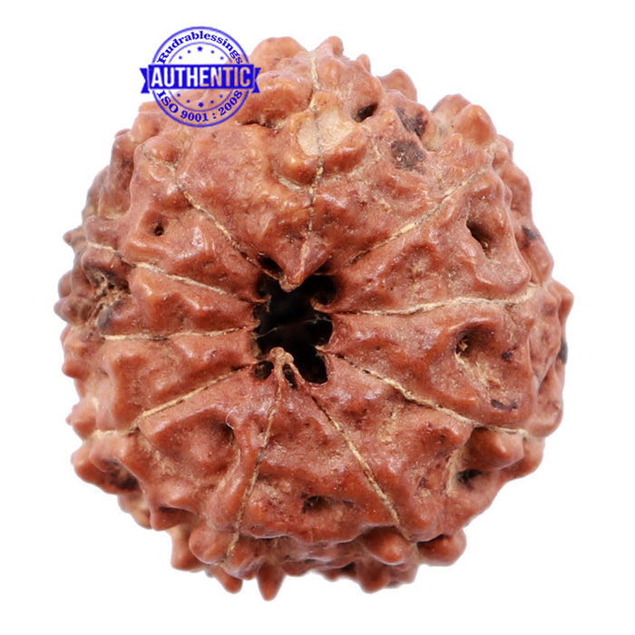 10 Mukhi Rudraksha from Indonesia - Bead No. 154