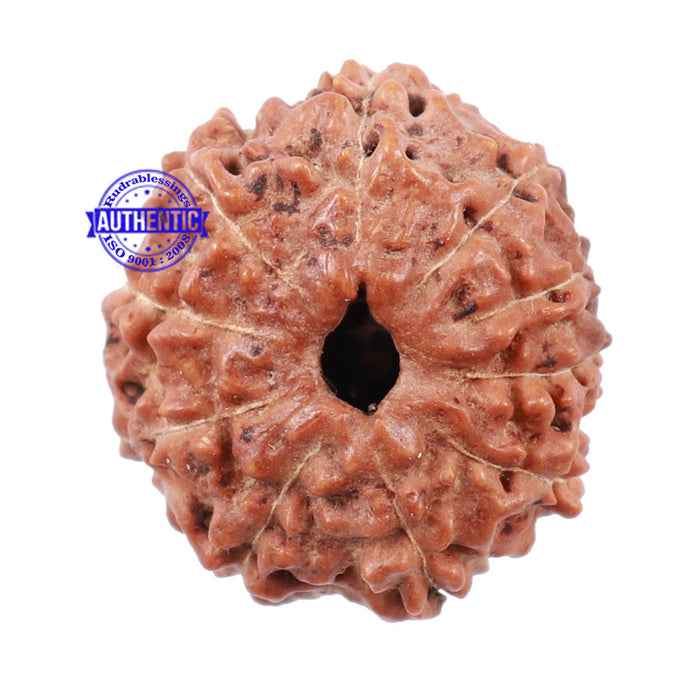 10 Mukhi Rudraksha from Indonesia - Bead No. 154