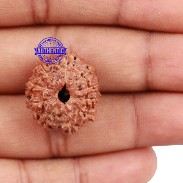 10 Mukhi Rudraksha from Indonesia - Bead No. 154