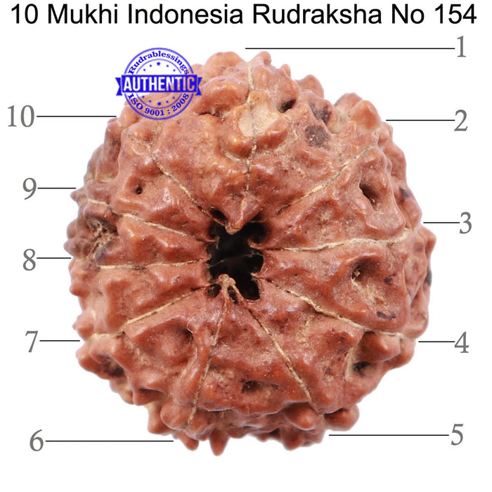 10 Mukhi Rudraksha from Indonesia - Bead No. 154