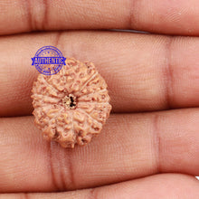 Load image into Gallery viewer, 10 Mukhi Rudraksha from Indonesia - Bead No. 157
