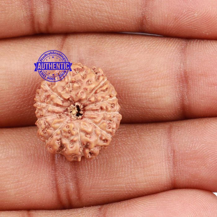 10 Mukhi Rudraksha from Indonesia - Bead No. 157