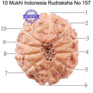 10 Mukhi Rudraksha from Indonesia - Bead No. 157