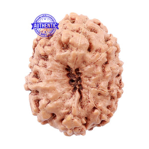 10 Mukhi Rudraksha from Indonesia - Bead No. 161