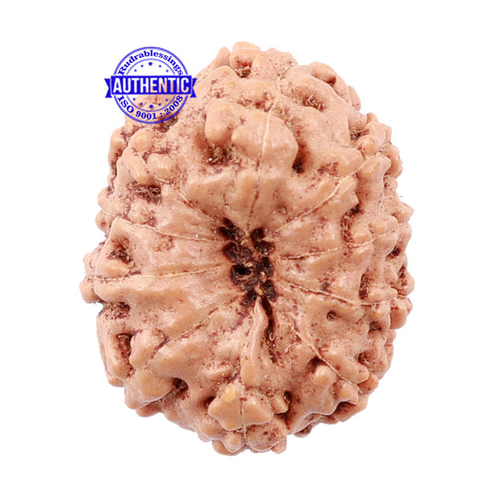 10 Mukhi Rudraksha from Indonesia - Bead No. 161