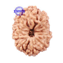 Load image into Gallery viewer, 10 Mukhi Rudraksha from Indonesia - Bead No. 161
