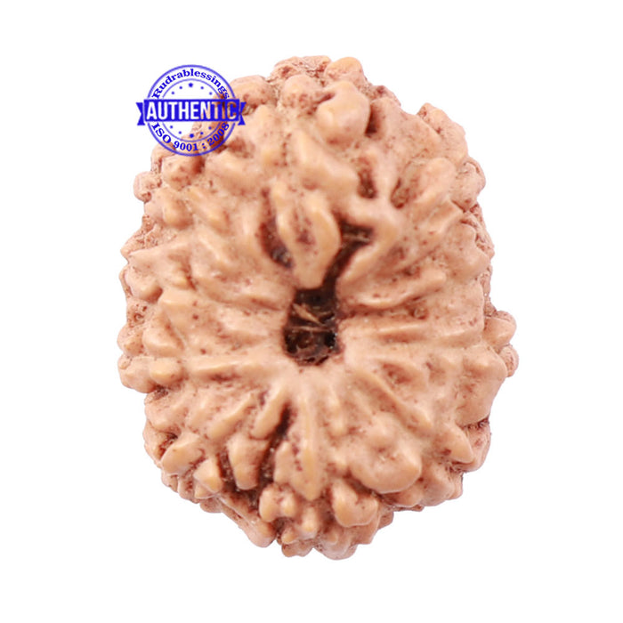 10 Mukhi Rudraksha from Indonesia - Bead No. 161