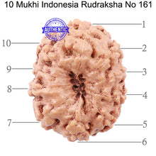 Load image into Gallery viewer, 10 Mukhi Rudraksha from Indonesia - Bead No. 161
