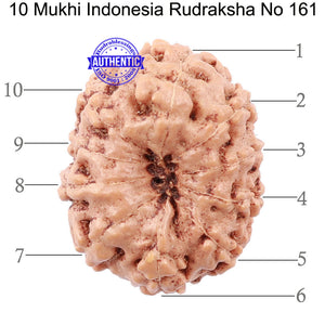 10 Mukhi Rudraksha from Indonesia - Bead No. 161