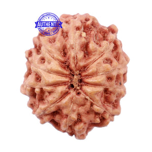 10 Mukhi Rudraksha from Indonesia - Bead No. 163