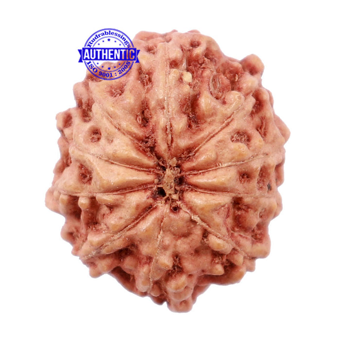 10 Mukhi Rudraksha from Indonesia - Bead No. 163