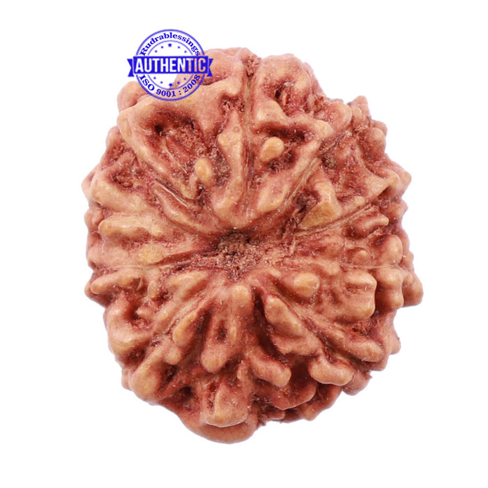 10 Mukhi Rudraksha from Indonesia - Bead No. 163