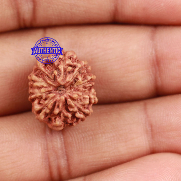 10 Mukhi Rudraksha from Indonesia - Bead No. 163