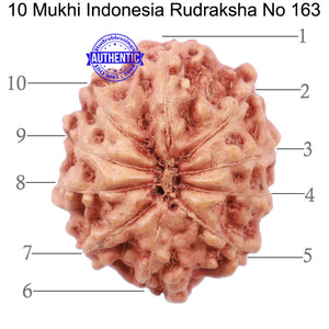 10 Mukhi Rudraksha from Indonesia - Bead No. 163