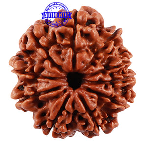 10 Mukhi Nepalese Rudraksha - Bead No. 168